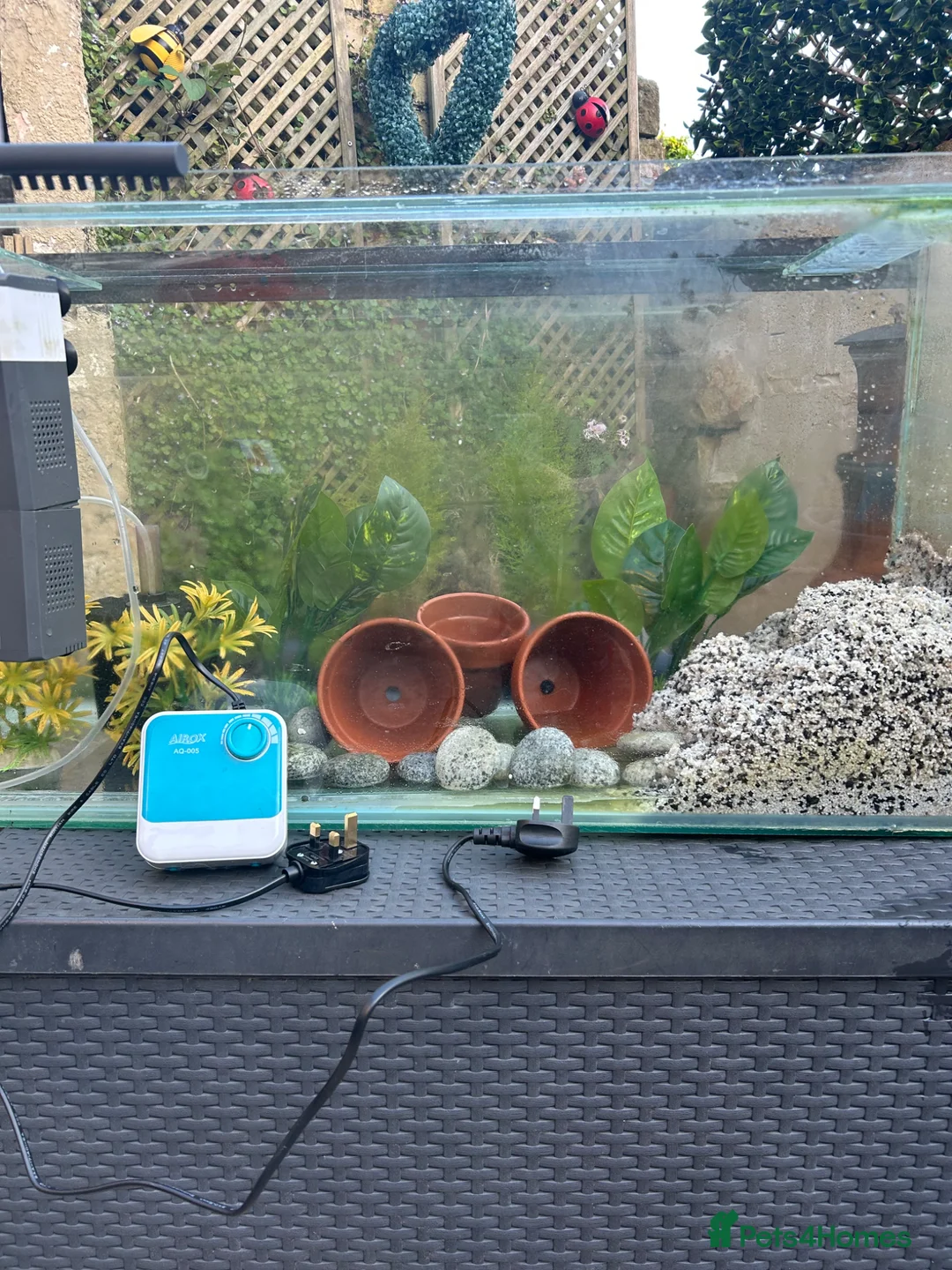 Fancy Goldfish fish for sale: Big fish tank and all accessories - Advert 2