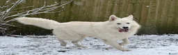 White Swiss Shepherd dogs for sale: Swiss white shepherds puppies  - Advert 6
