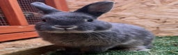 Netherland Dwarf rabbits for sale: 2 Male Netherland Dwarf rabbits 18 months old  - Advert 5