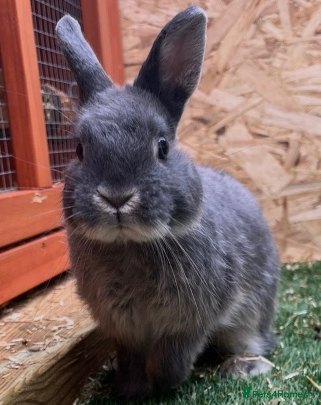 Netherland Dwarf rabbits for sale: 2 Male Netherland Dwarf rabbits 18 months old  - Advert 5