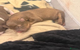 Borador dogs for sale: Border collie x lab puppies for sale  - Image 9