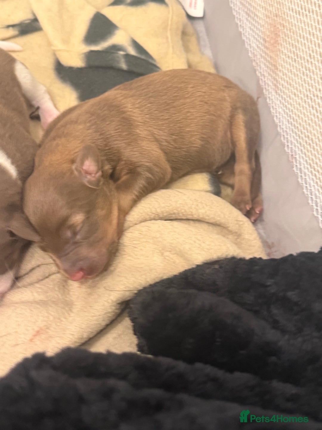 Borador dogs for sale: Border collie x lab puppies for sale  - Image 9