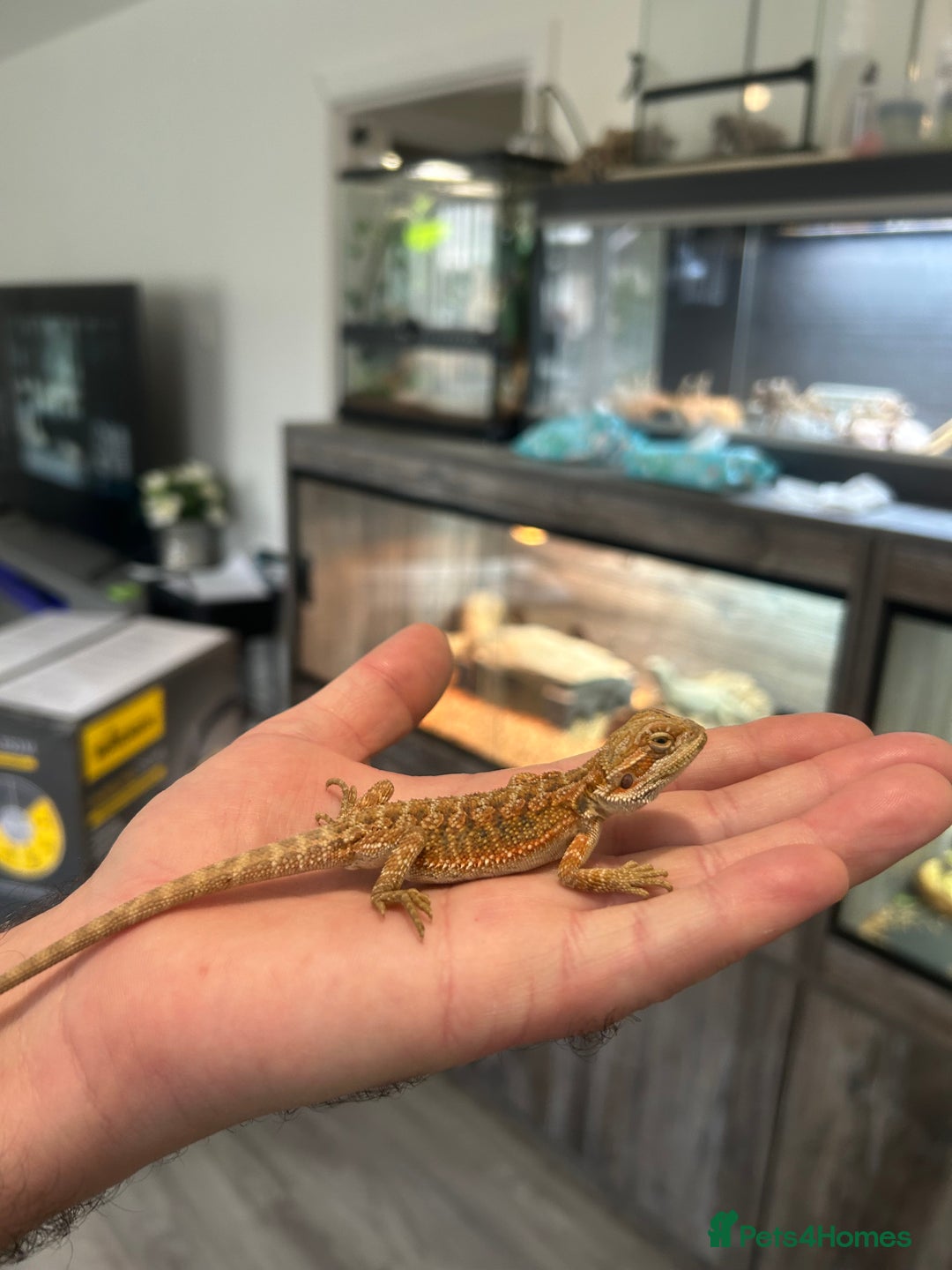 Bearded Dragon reptiles for sale: 60 Baby bearded dragons - Image 6
