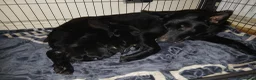 Mixed Breed dogs for sale: Shepweiler puppies  in Blaydon-on-Tyne - Advert 1