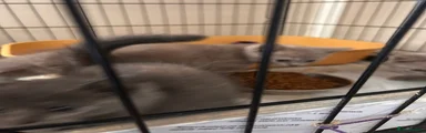 British Shorthair 5