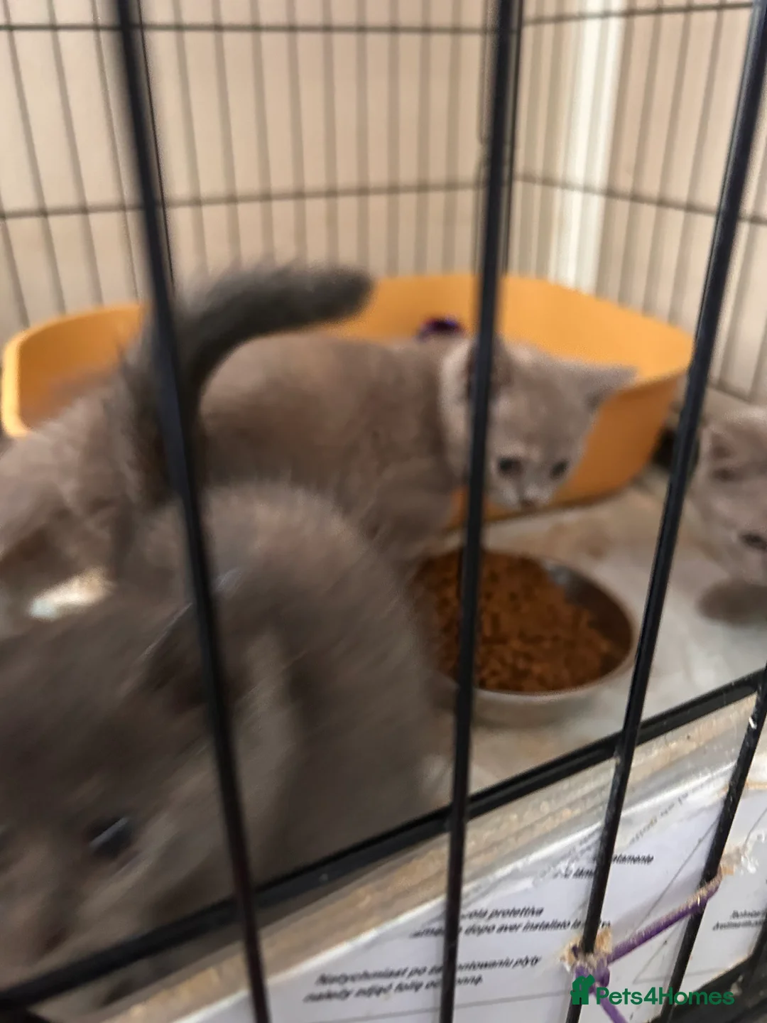 British Shorthair cats for sale: Blue cream and lilac British shorthairs - Advert 2