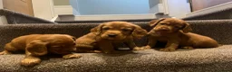 Cocker Spaniel dogs for sale: Working cocker spaniel kc registered boys only  - Advert 9