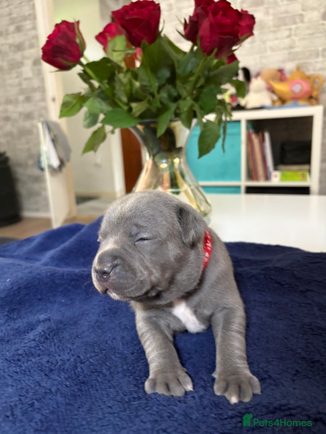 Staffordshire Bull Terrier dogs for sale: Blue Staffordshire Bull Terrier KC registered  - Image 7