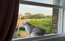 Mixed Breed cats for adoption: SKY - UNUSUAL MIXBREED HANDSOME PERFECT HEALTH - Image 19