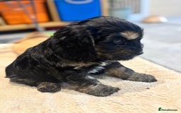 Cockapoo dogs for sale: Beautiful, Rare Cockapoo Puppies – Ready 17th Nov - Advert 29