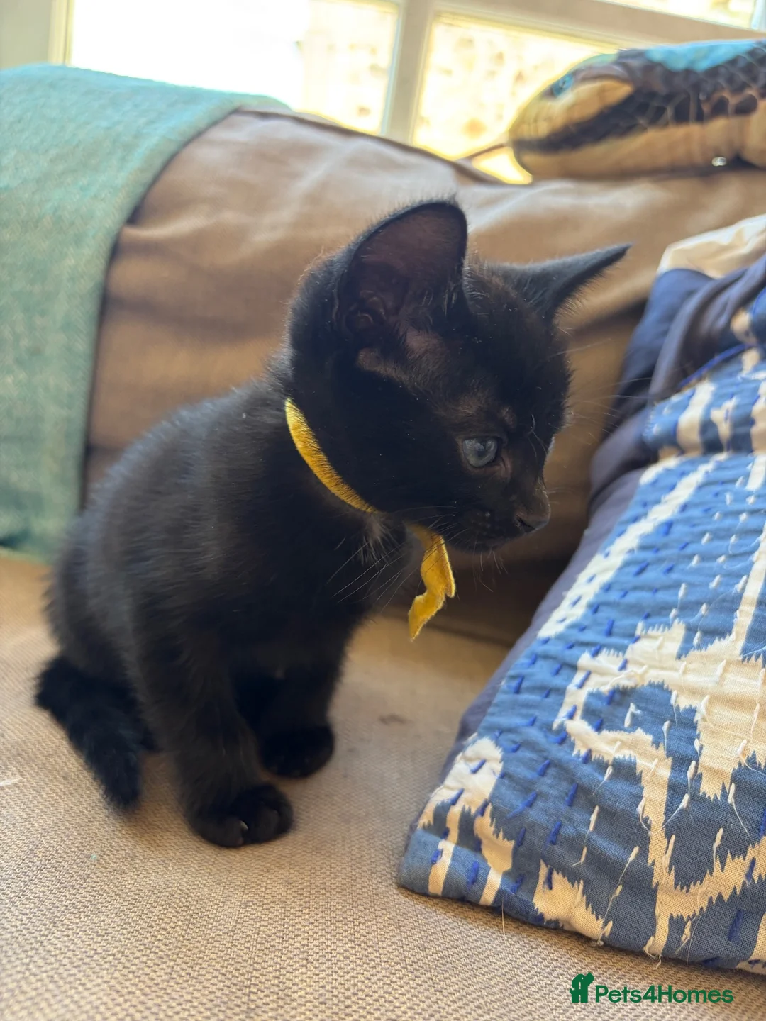 Mixed Breed cats for sale: Two little brothers looking for a lovely home  in Haddington - Advert 4