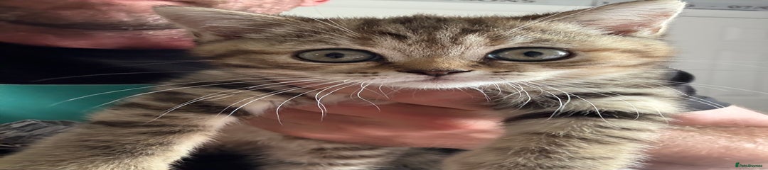 TigerLilly