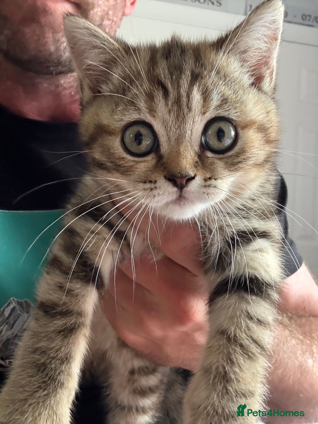 British Shorthair cats for sale: BSH x SF show quality kittens (REDUCED) - Image 33