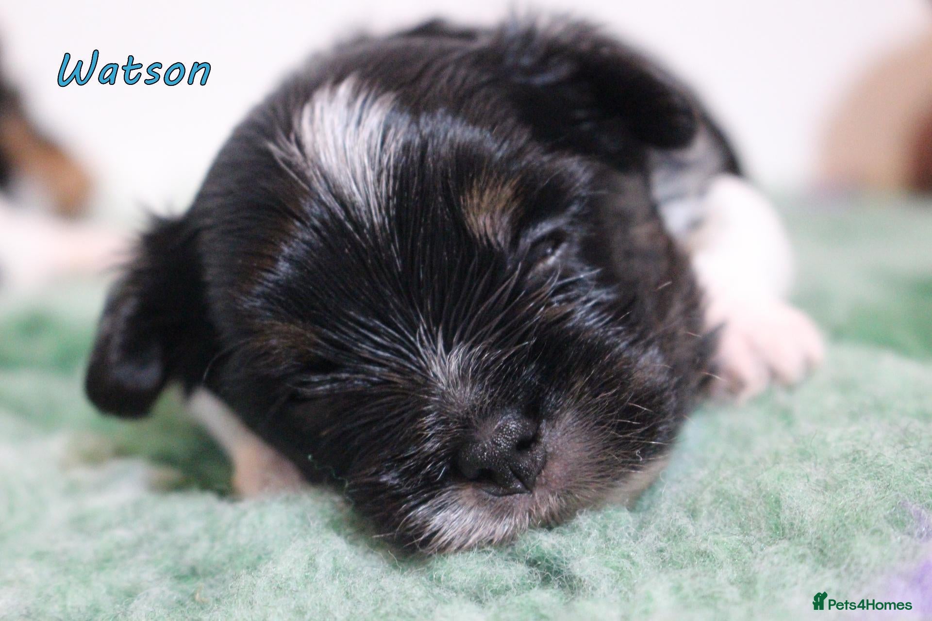 Biewer Terrier dogs for sale: ✨Stunning Biewer Yorkshire Terriers Ready Dec 26 ✨ - Advert 1