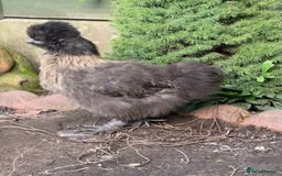 Chickens poultry for sale: Black silkie cockerel  - Image 2