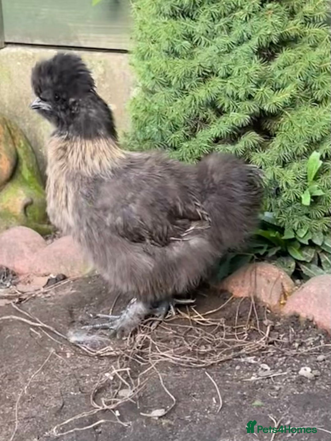 Chickens poultry for sale: Black silkie cockerel  - Image 2
