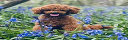 Cavapoochon dogs for sale: Exceptional Extensively health tested cavapoochon - Advert 20