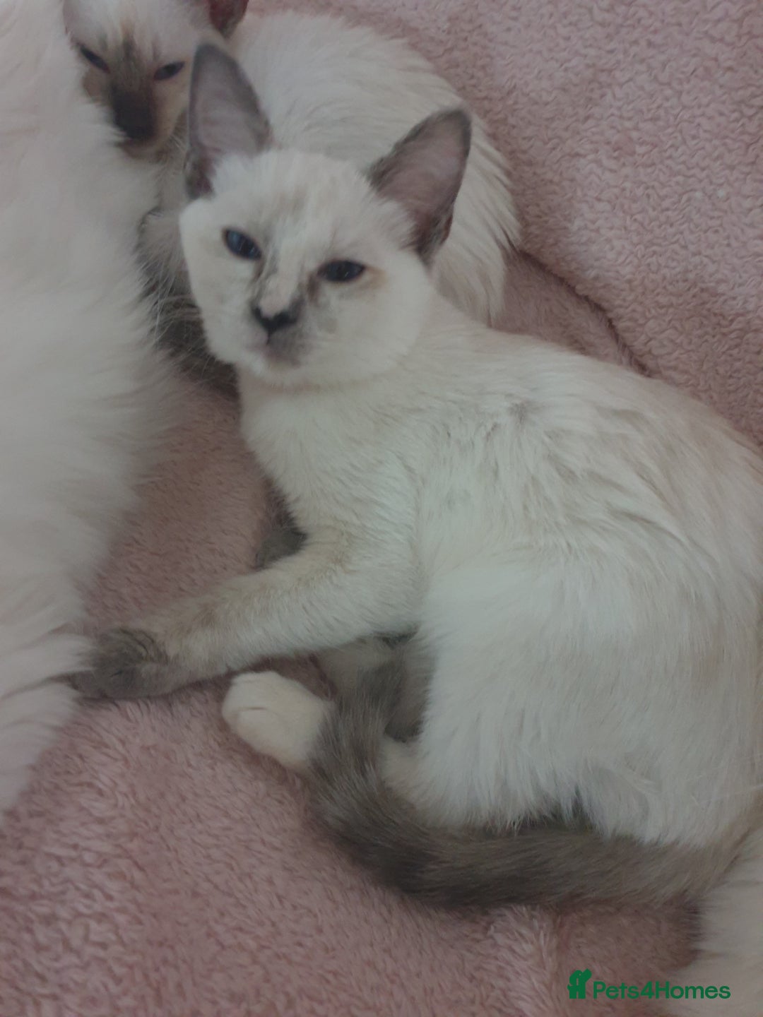 Mixed Breed cats for sale: Ragamese Kittens Unique and Delightful  - Advert 5