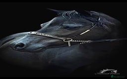 Miniature horses for sale: American Miniature show stallion - Image 5