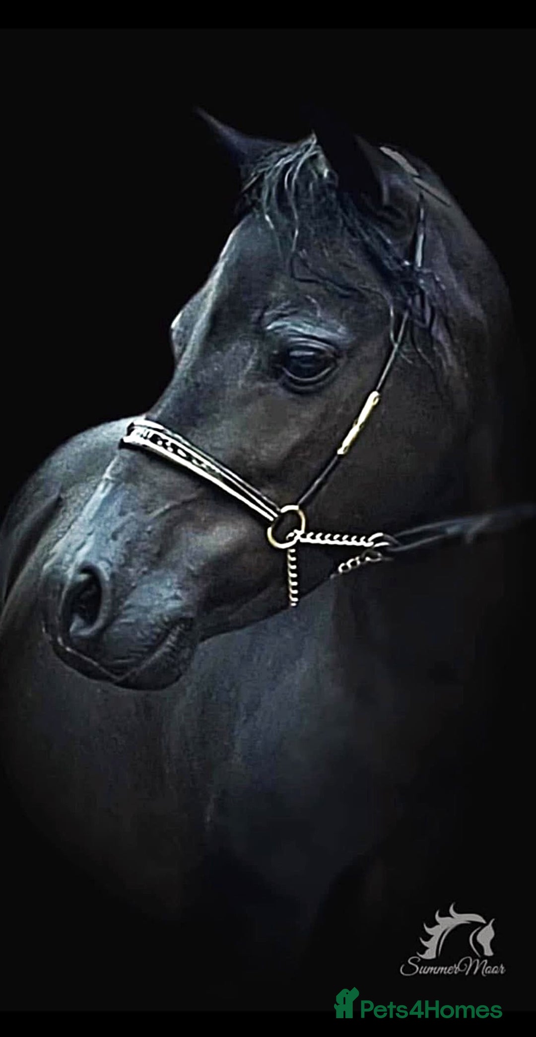 Miniature horses for sale: American Miniature show stallion - Image 5