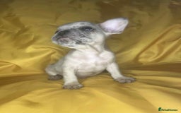 French Bulldog dogs for sale: 🐾 French Bulldog Puppies for Sale - Image 7