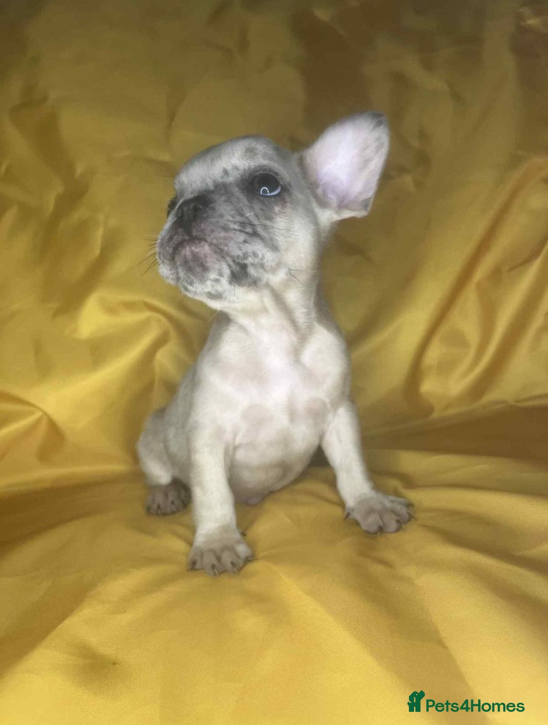 French Bulldog dogs for sale: 🐾 French Bulldog Puppies for Sale - Image 7