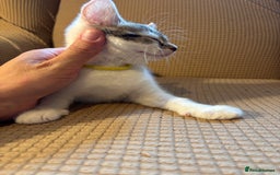 Mixed Breed cats for sale: Adorable mixed breed kittens in Kent! - Image 12