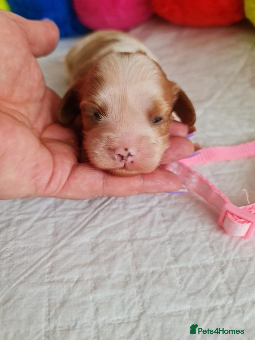 Cavapoo dogs for sale: 🥇Finest Quality Beautiful Toy Cavapoos🥇 - Image 7