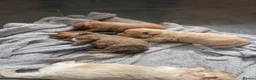 Pomapoo dogs for sale: Beautiful Pomapoo puppies - Advert 6