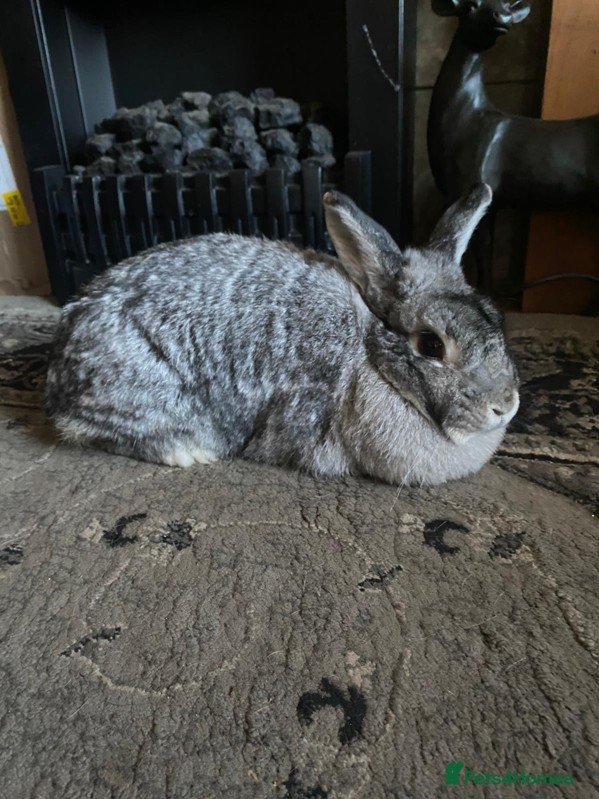 British Giant rabbits Giant Chinchilla Doe  - Advert 2