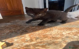 Mixed Breed cats for sale: White / Odd eye / black  Russian mix kittens /  - Image 26