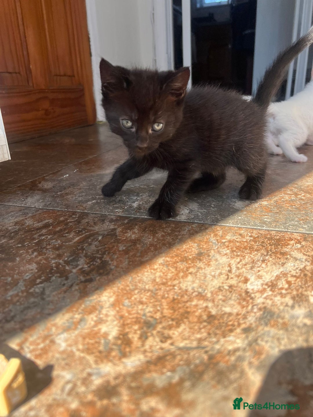 Mixed Breed cats for sale: White / Odd eye / black  Russian mix kittens /  - Image 26