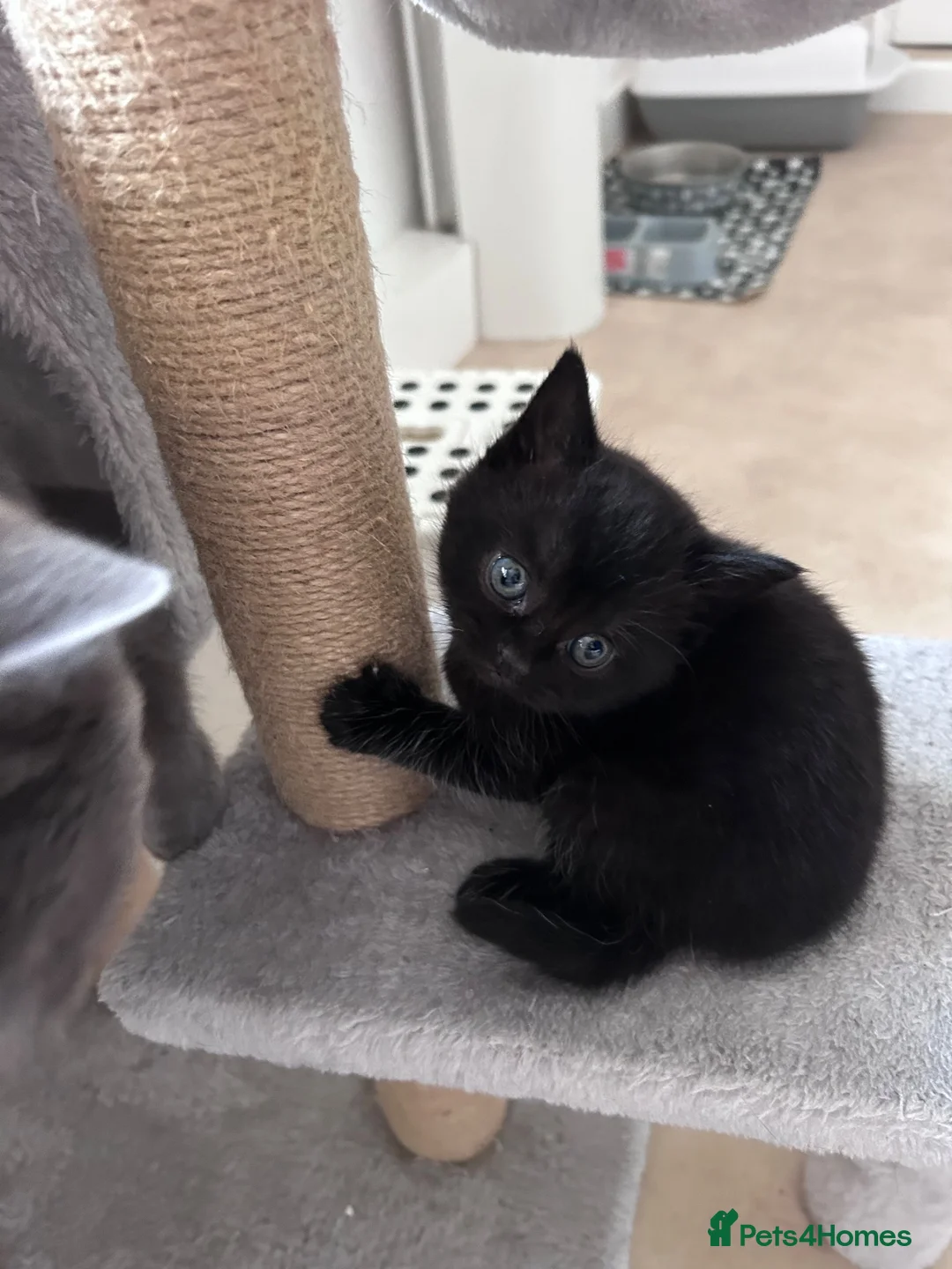 Mixed Breed cats for sale: 3 Kittens - Advert 2