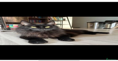 Maine Coon cats - Advert 7