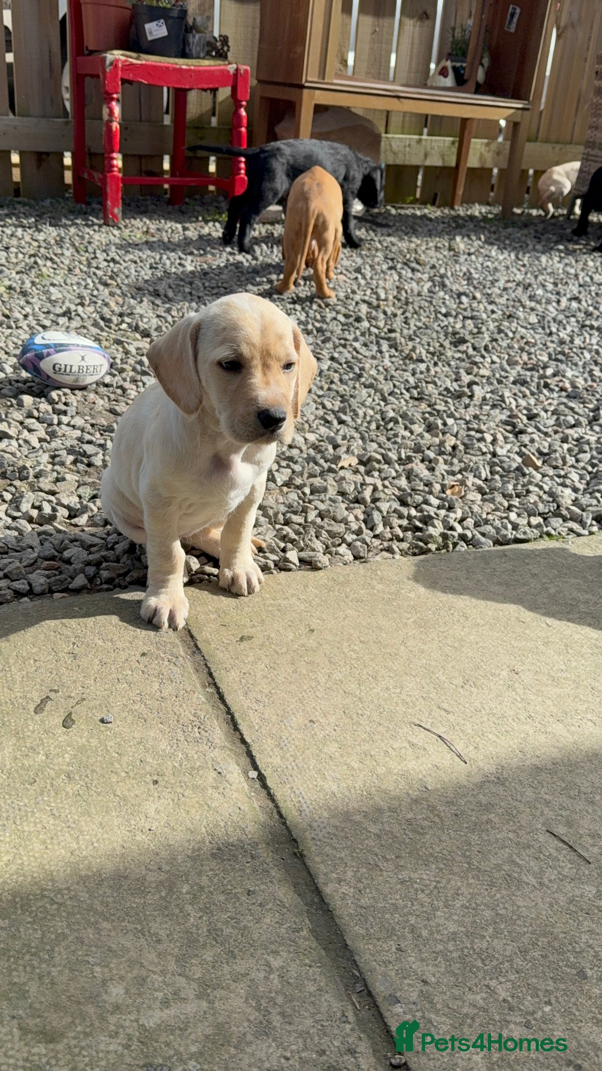 Mixed Breed dogs Pointervizsladoos -Stunning litter  - Advert 2