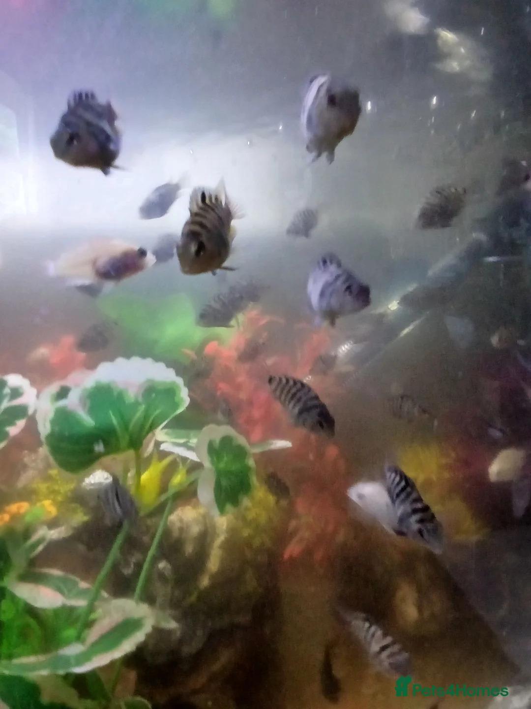 Cichlids fish for sale: Cichlids in Sheffield - Advert 2