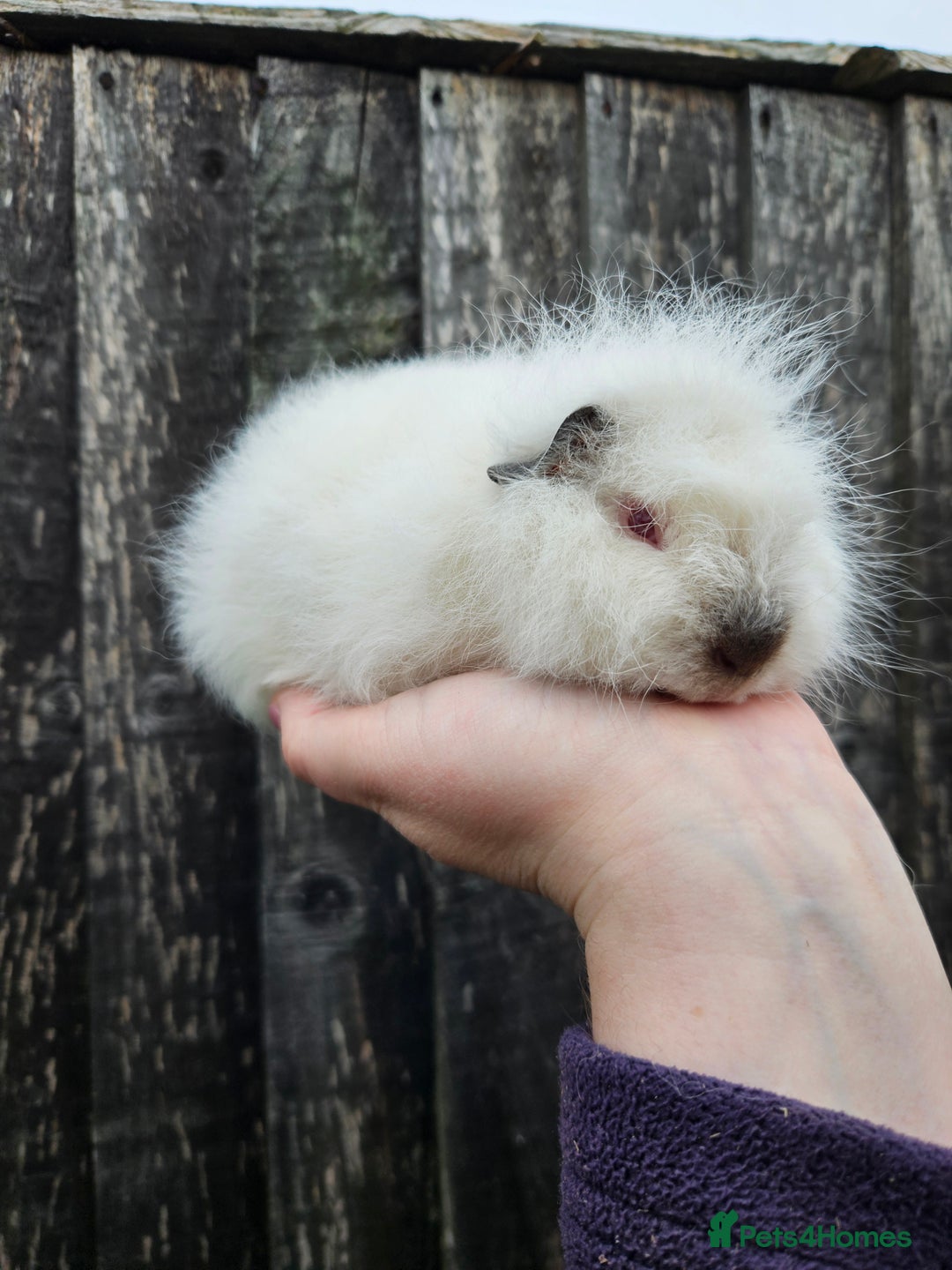 Guinea Pig rodents for sale: 3 baby swiss boars - Image 1