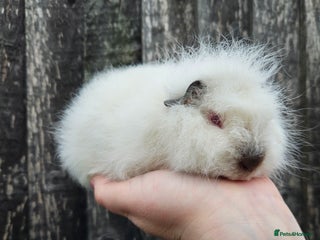 Guinea Pig rodents for sale - Advert 1