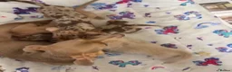 Miniature Dachshund dogs for sale: Beautiful Miniature Dachshund Dapples & Cream  - Advert 4