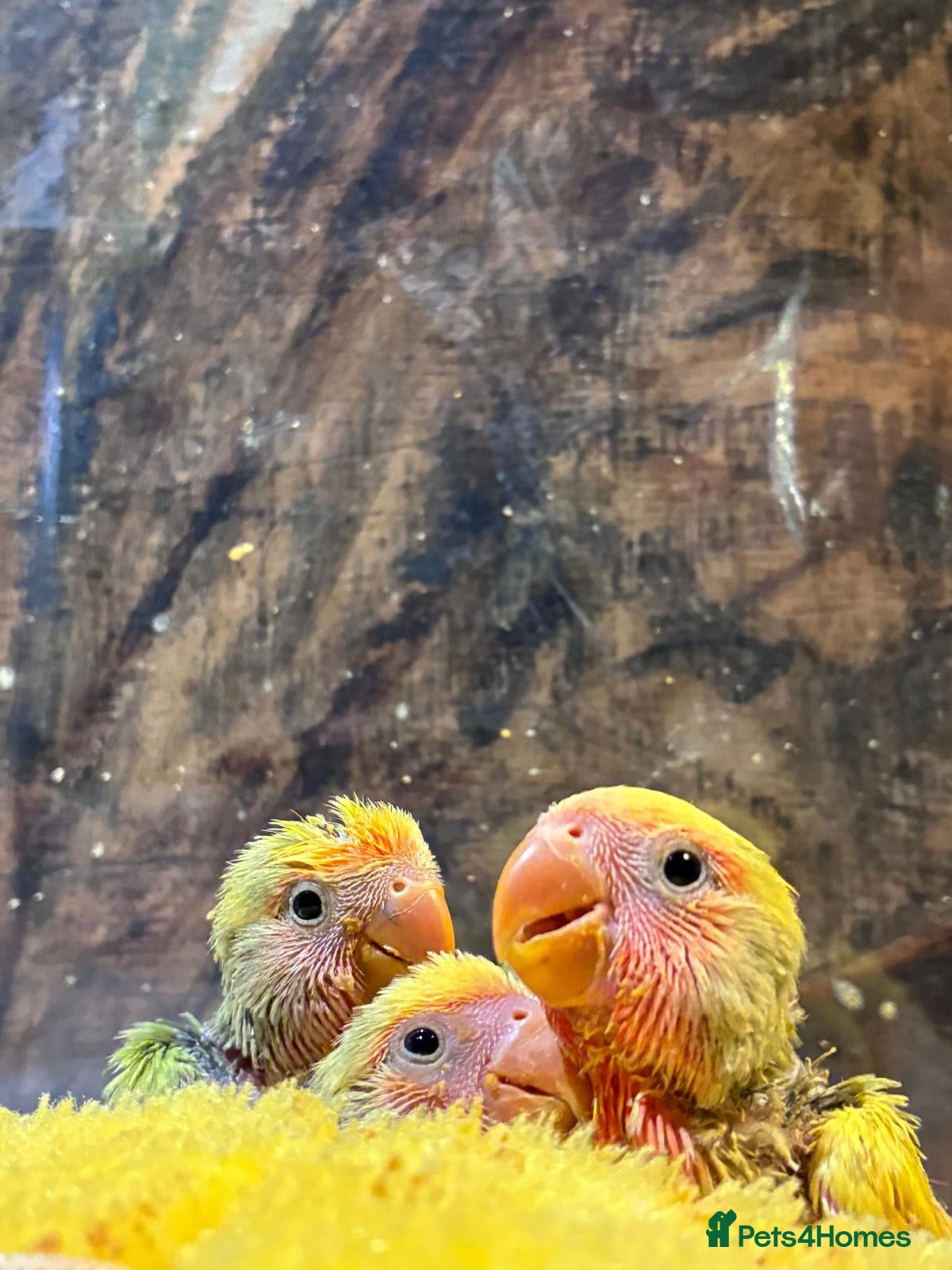 Lovebirds birds Cuddly hand reared lovebirds - Advert 2