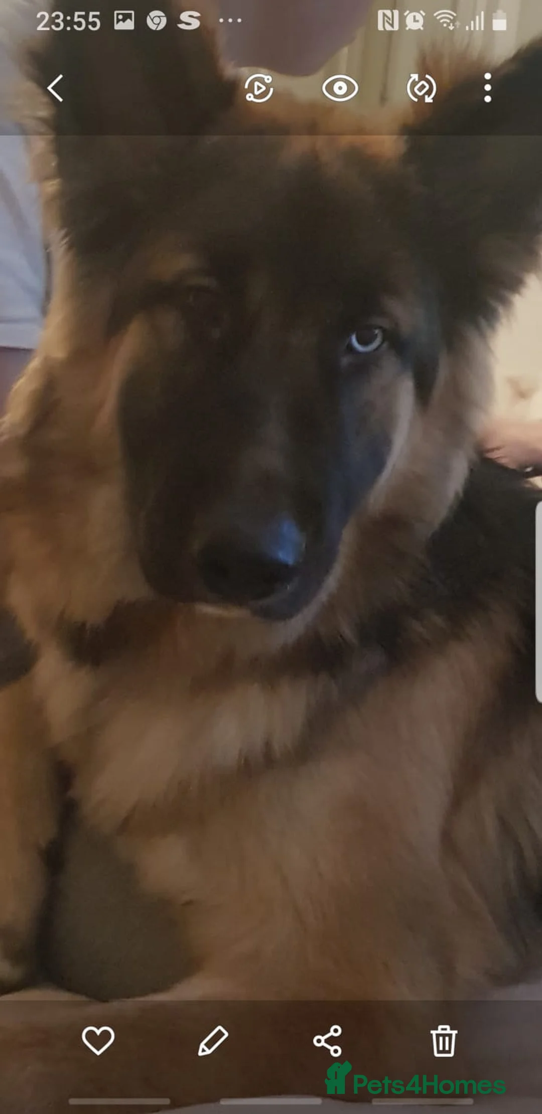 German Shepherd dogs for stud: German Shepard up for stud  in Erith - Advert 15