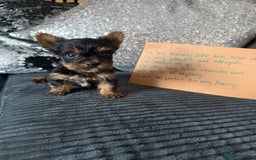 Yorkshire Terrier dogs for sale: Miniature Yorkshire terrier puppies  - Image 9