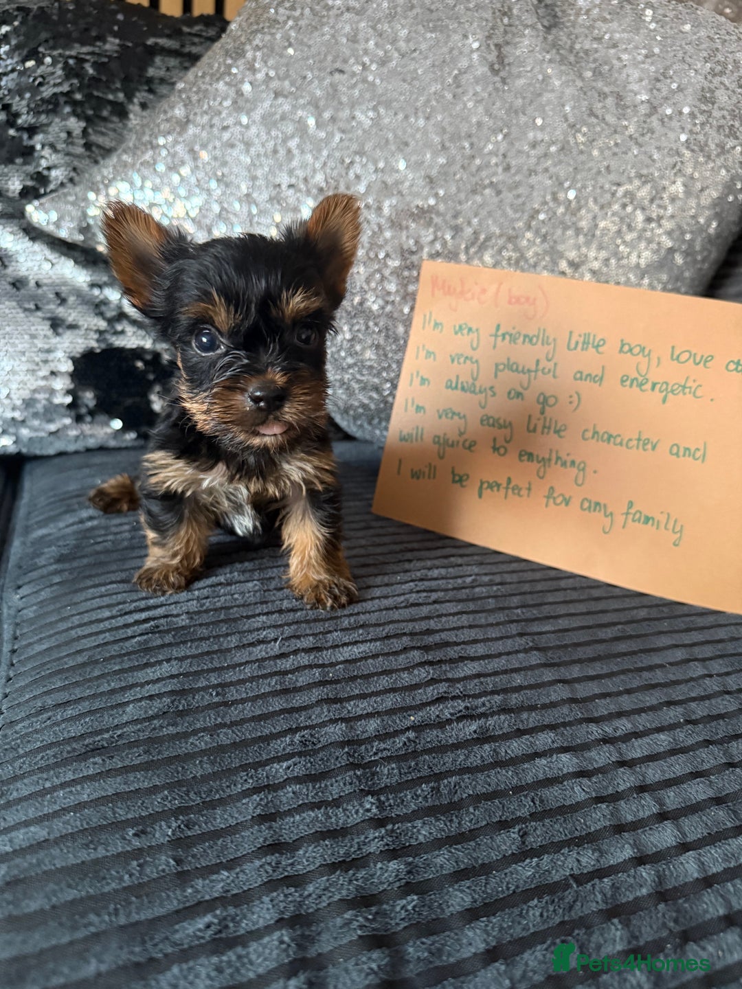 Yorkshire Terrier dogs for sale: Miniature Yorkshire terrier puppies  - Image 9