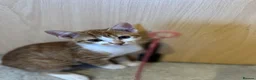 Domestic Shorthair cats for sale: Adorable Tabby Kittens Seeking Their Forever Homes - Advert 22