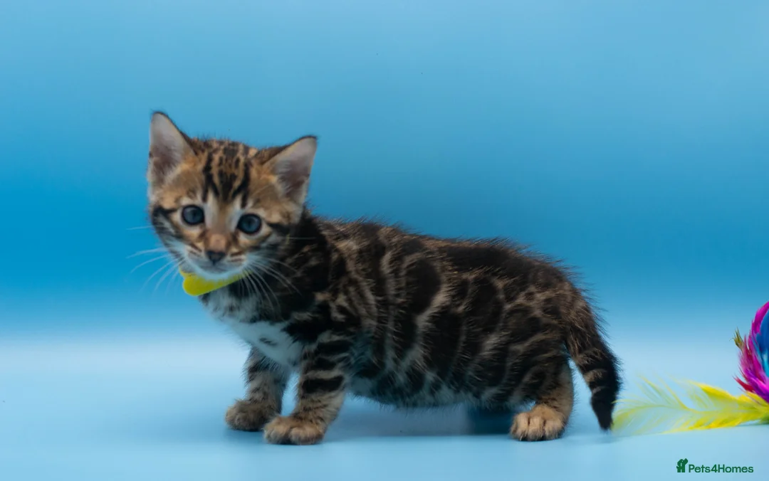 Bengal cats for sale: TICA Registered Bengal Kittens – Truly Magnificent - Advert 7