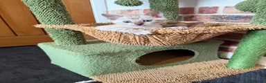 Blue-eyed Albino Bengal Girl, No4