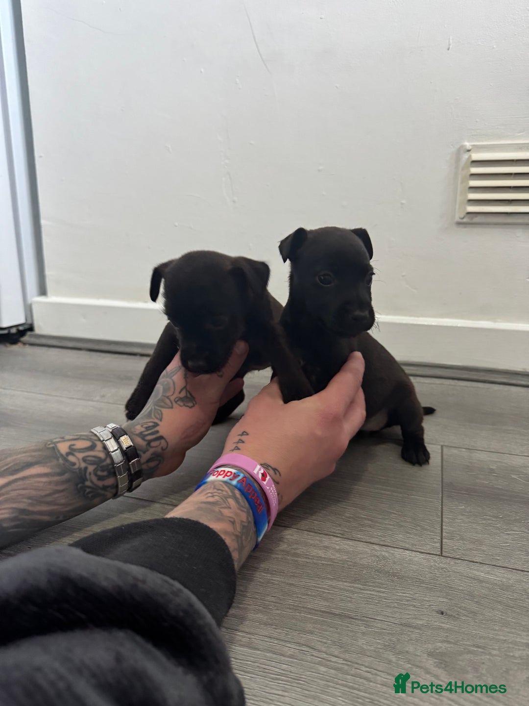 Patterdale Terrier dogs for sale: Patterdale Puppies 2 - Advert 7
