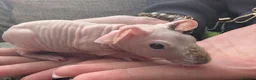 Guinea Pig rodents for sale: Baby skinny pig boar - Advert 5