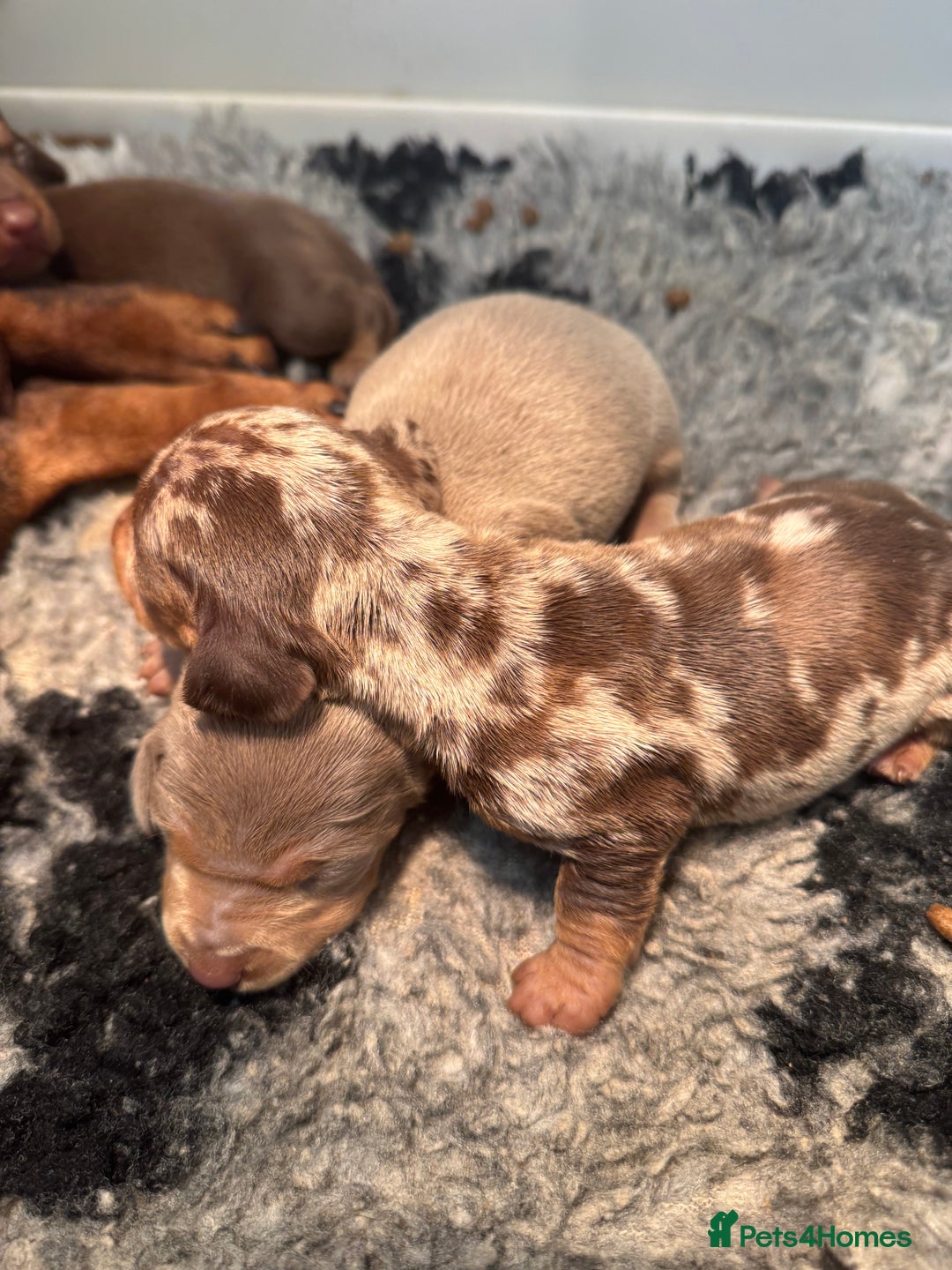 Miniature Dachshund dogs for sale: 5⭐️ Licensed. PRA clear kc registered  - Advert 6