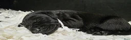 Labrador Retriever dogs for sale: GORGEOUS BLACK LABRADOR LITTER,FULLYTESTED PARENTS - Advert 3